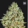CRITICAL · Bulk Seed Bank · graines de cannabis · Fem