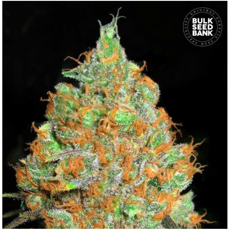 CRITICAL MASS · Bulk Seed Bank · graines de cannabis · Fem