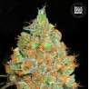 CRITICAL MASS · Bulk Seed Bank · sementes de maconha · Fem