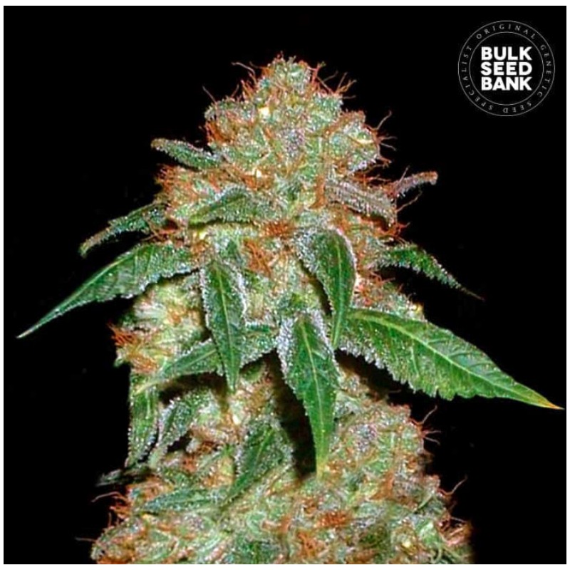 DARK DOMINA · Bulk Seed Bank · sementes de maconha · Fem