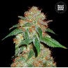 DARK DOMINA · Bulk Seed Bank · semi di canapa · Fem