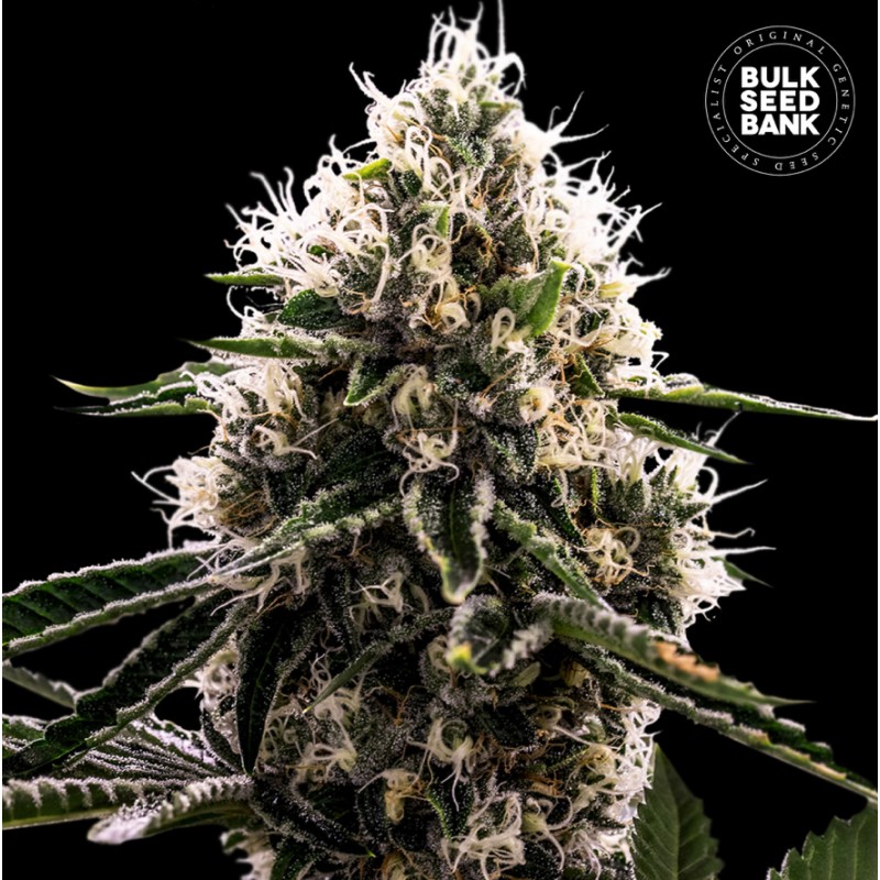 DOSIDOS ROCKETOS · Bulk Seed Bank · graines de cannabis · Fem