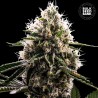 DOSIDOS ROCKETOS · Bulk Seed Bank · kenevir tohum · Fem