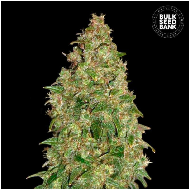 DUBAI POISON · Bulk Seed Bank · sementes de maconha · Fem