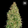DUBAI POISON · Bulk Seed Bank · cannabis samen · Fem