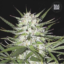 EARLY TOP SKUNK · Bulk Seed...