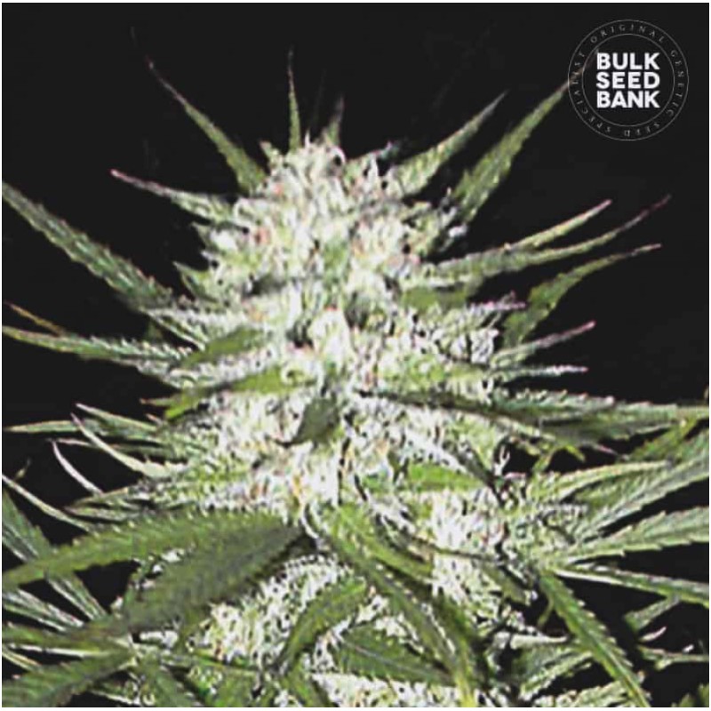 EARLY TOP SKUNK · Bulk Seed Bank · cannabis seeds · Fem