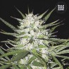 EARLY TOP SKUNK · Bulk Seed Bank · sementes de maconha · Fem