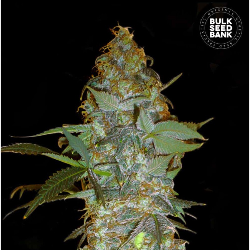 EUFORIA SPECIAL · Bulk Seed Bank · graines de cannabis · Fem