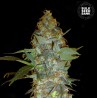 EUFORIA SPECIAL · Bulk Seed Bank · cannabis samen · Fem