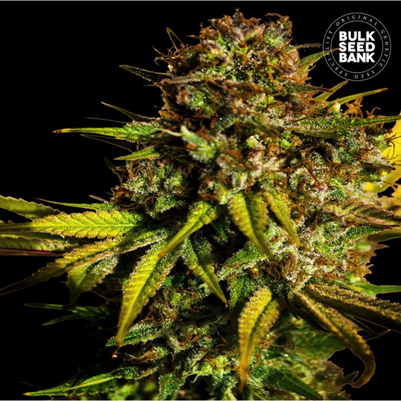 EXTRA MINTZ · Bulk Seed Bank · sementes de maconha · Fem