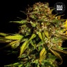 EXTRA MINTZ · Bulk Seed Bank · graines de cannabis · Fem