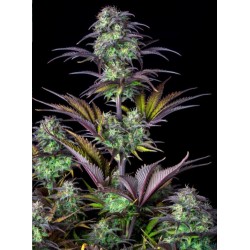 Original Auto Blueberry ·...