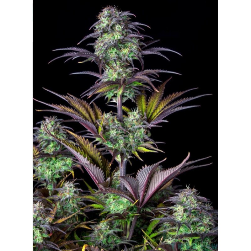 Original Auto Blueberry · FastBuds Seeds · semi di canapa · AutoFem