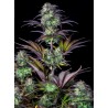 Original Auto Blueberry · FastBuds Seeds · kenevir tohum · AutoFem