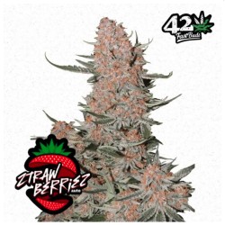 Ztrawberriez Auto ·...