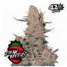 Ztrawberriez Auto · FastBuds Seeds · FastBuds Seeds · sementes de maconha · AutoFem