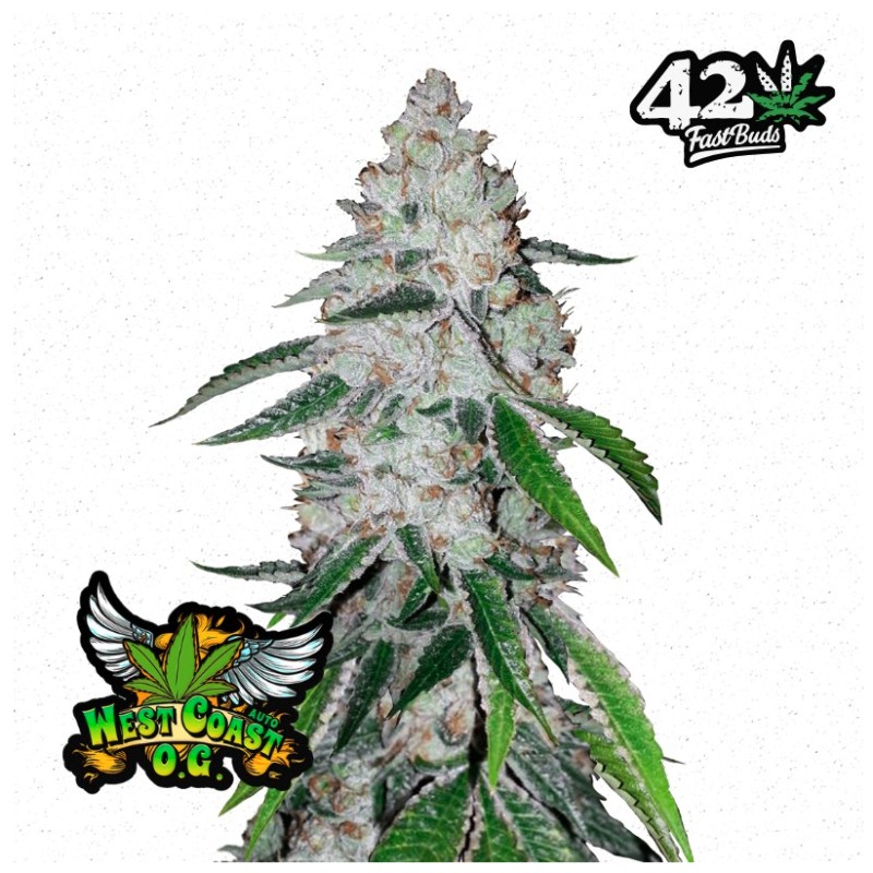 West Coast O.G. Auto · FastBuds Seeds · kaufen cannabis samen · AutoFem