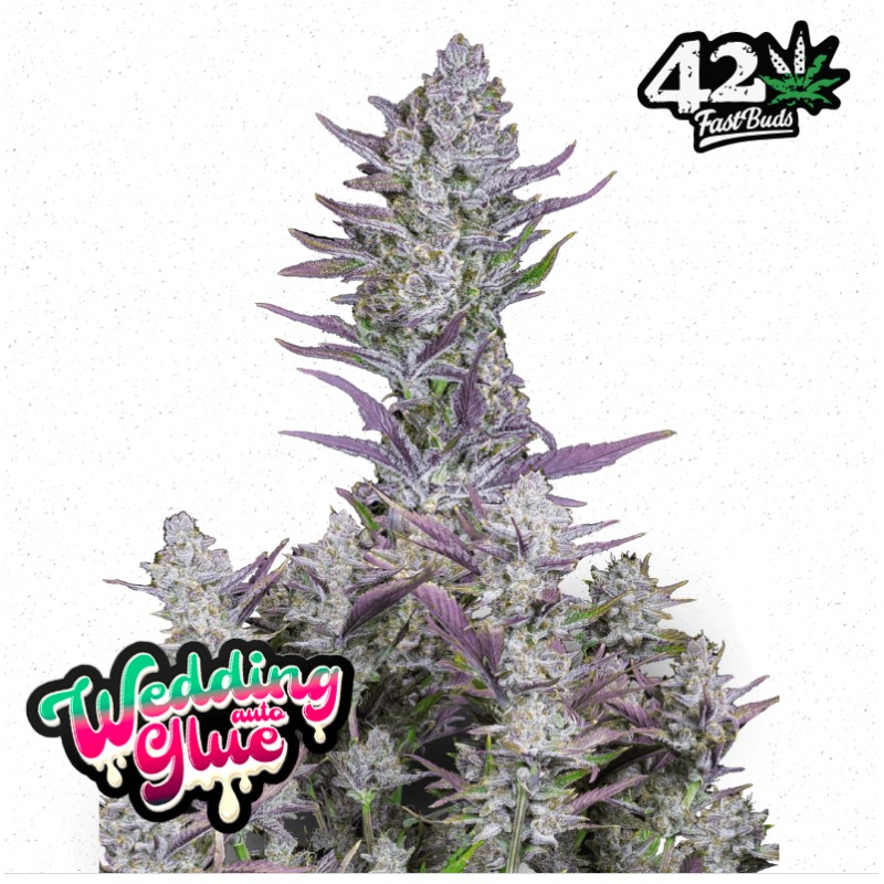 Wedding Glue Auto · FastBuds Seeds · graines de cannabis · AutoFem