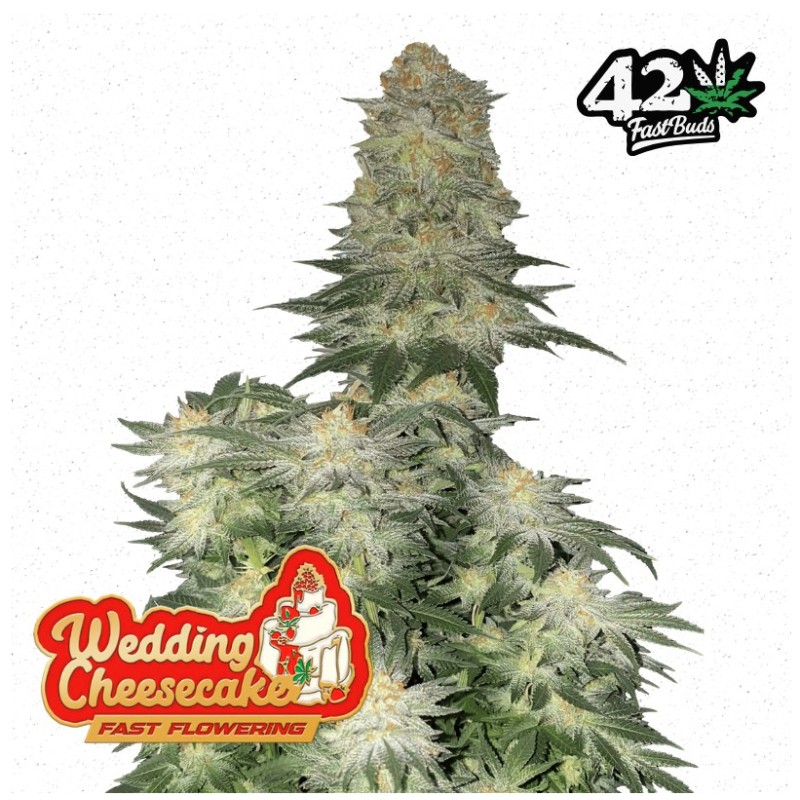 Wedding Cheesecake FF · FastBuds Seeds · kaufen cannabis samen · Fem