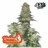 Wedding Cheesecake FF · FastBuds Seeds · semillas de marihuana · Fem