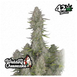 Wedding Cheesecake Auto ·...