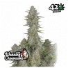 Wedding Cheesecake Auto · FastBuds Seeds · kenevir tohum · Disi · AutoFem