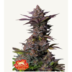 Tropicana Cookies FF ·...