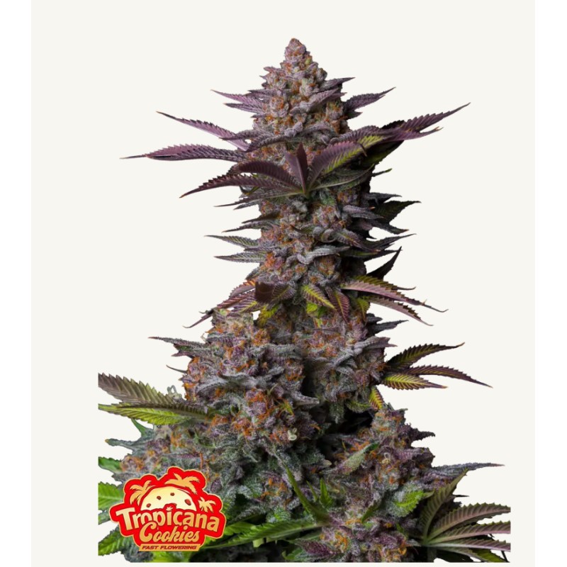 Tropicana Cookies FF · FastBuds Seeds · graines de cannabis · Fem