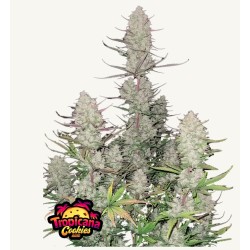 Tropicana Cookies Auto ·...