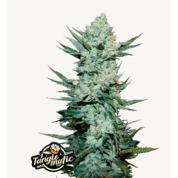 Tangie Matic · FastBuds...