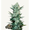 Tangie Matic: Zitrus-Explosion in Autoflower-Form | Fast Buds