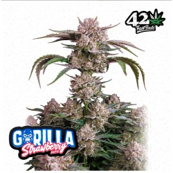 Strawberry Gorilla Auto ·...