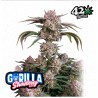 Strawberry Gorilla Auto · FastBuds Seeds ·kenevir tohum · Disi · AutoFem