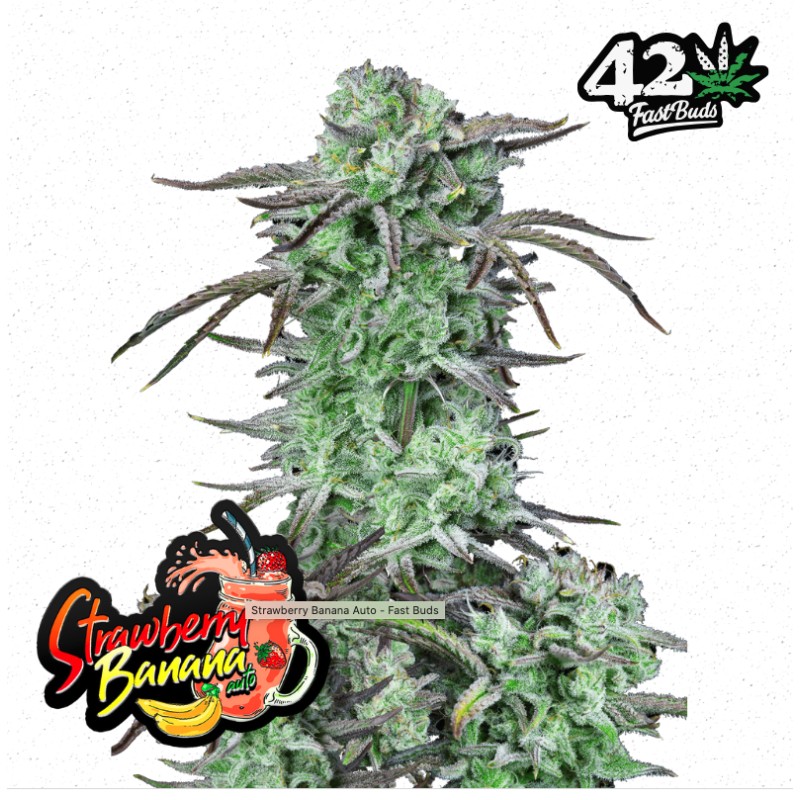 Strawberry Banana Auto · FastBuds Seeds · semi di canapa · AutoFem