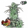 Strawberry Banana Auto · FastBuds Seeds · sementes de maconha · AutoFem
