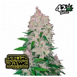 Stardawg Auto · FastBuds...