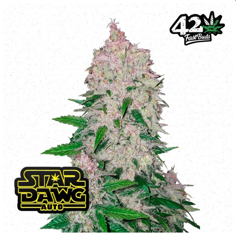 Stardawg Auto · FastBuds Seeds · semi di canapa · AutoFem