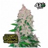 Stardawg Auto · FastBuds Seeds · sementes de maconha · AutoFem