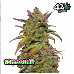 Smoothie Auto · FastBuds...