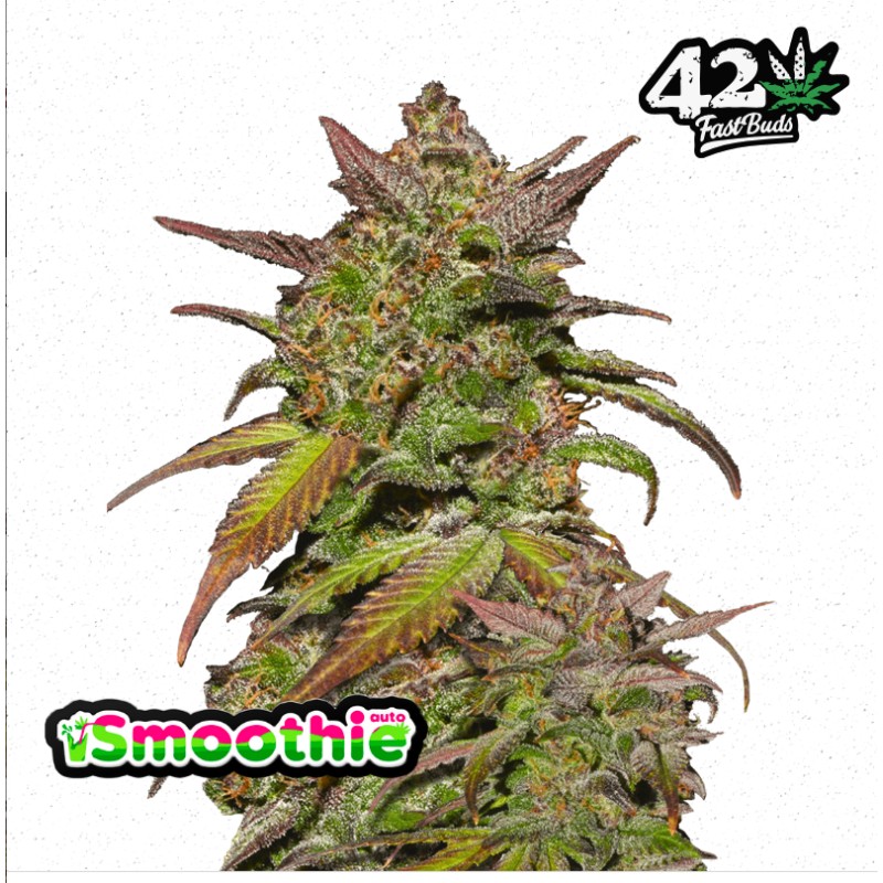Smoothie Auto · FastBuds Seeds · kaufen cannabis samen · AutoFem