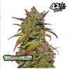 Smoothie Auto · FastBuds Seeds · kaufen cannabis samen · AutoFem