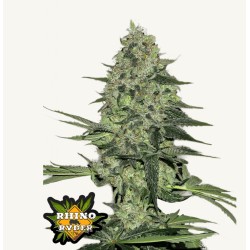 Rhino Ryder Auto · FastBuds...