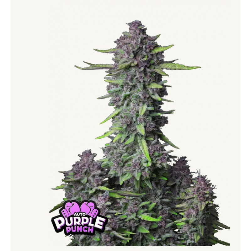 Purple Punch Auto · FastBuds Seeds · graines de cannabis · AutoFem