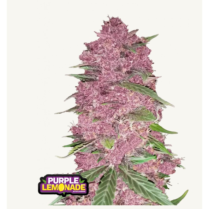 Purple Lemonade · FastBuds Seeds · cannabis seeds · AutoFem