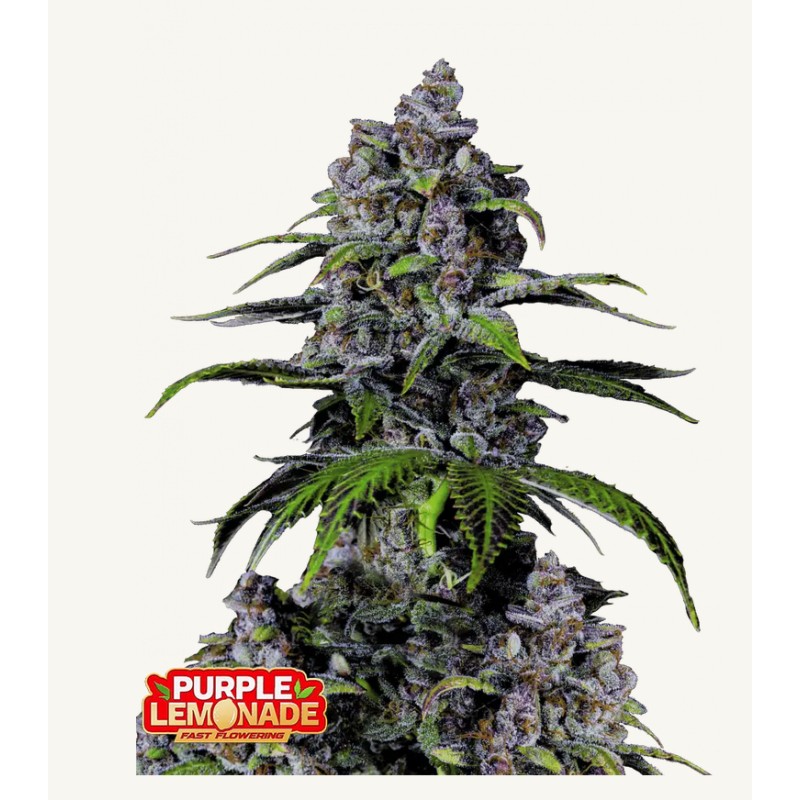 Purple Lemonade FF · FastBuds Seeds · semi di canapa · Fem