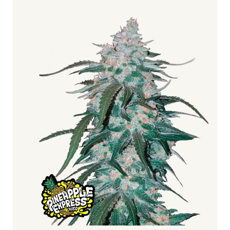 Pineapple Express Auto – Semi Autofiorenti Fastbuds