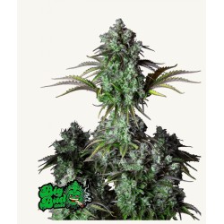 ORIGINAL BIG BUD AUTO ·...