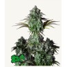 ORIGINAL BIG BUD AUTO · FastBuds Seeds · sementes de maconha · AutoFem