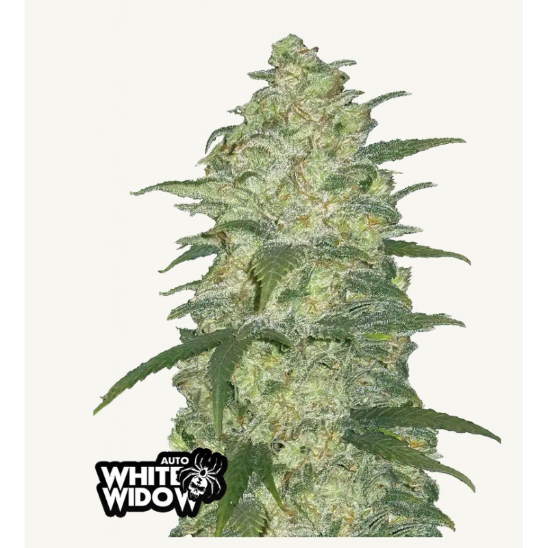 Original Auto White Widow: O Ícone Holandês em Autoflorescente | Fast Buds